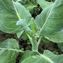 Sweet-Crispy 'Zhouye' Chinese Kale Seeds, 10g