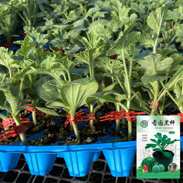 Qingyuan Black Stem Rootstock Seeds, 100 Grams ≈ 500 Seeds