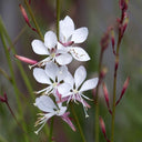 White Gaura Seeds, 100 Seeds