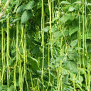 Yapajia 28-2 Yardlong Bean Seeds, 5 × 5g Bags
