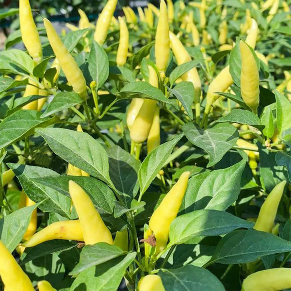 Xiaomila Chili Seeds, 20 Seeds