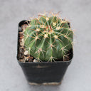 Melocactus amoenus, 3-4cm