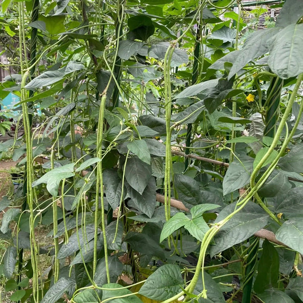 Jiaduobao Yardlong Bean, 30g