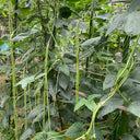 Jiaduobao Yardlong Bean, 30g