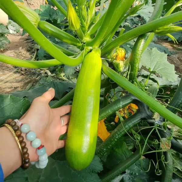 'Wansheng Chunqiubao' Zucchini Seeds, 10g