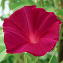 Red Queen Morning Glory, 3 Seeds