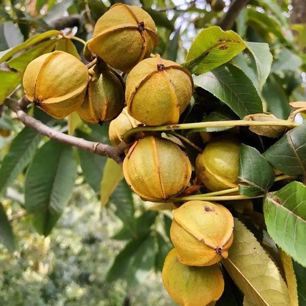 Mountain Walnut, 10 Seeds