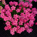 Oxalis glabra Series Bulb - 'Burgundy', 2 Bulbs