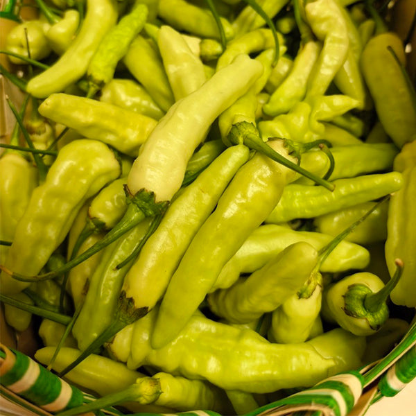 White Wrinkled Xiaomila Chili Pepper Seeds, 1800 Seeds