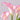 'Dreamland' Calla Lily, 18/20cm Circumference, 1 Bulb