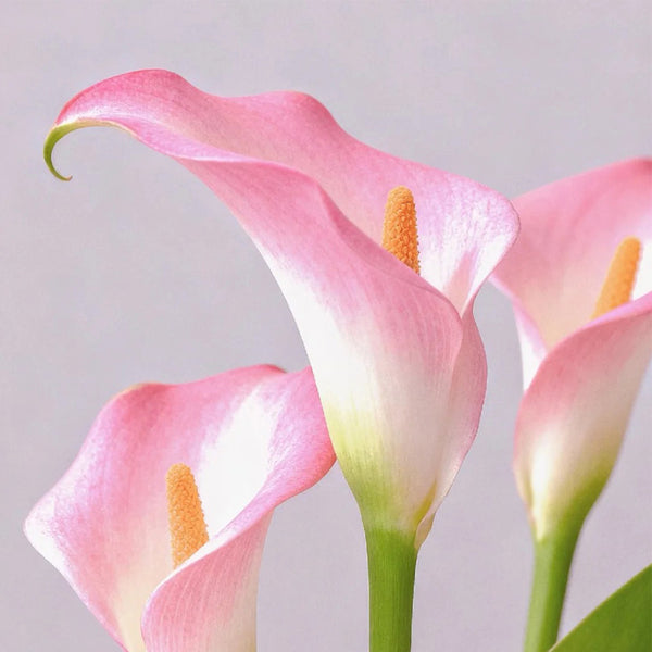 'Dreamland' Calla Lily, 18/20cm Circumference, 1 Bulb