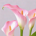 'Dreamland' Calla Lily, 18/20cm Circumference, 1 Bulb