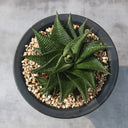 Haworthiopsis limifolia, 4-5cm