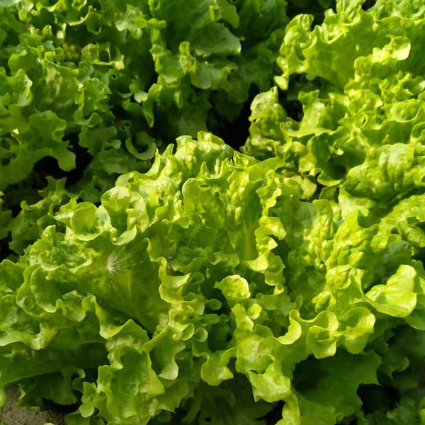 Glass Lettuce, 2000 Seeds