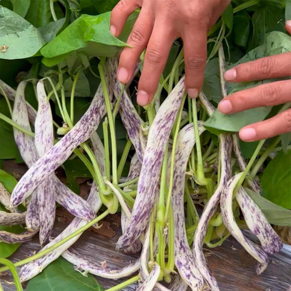 Purple Speckled Kidney Bean, 50 Seeds