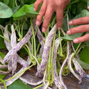 Purple Speckled Kidney Bean, 50 Seeds
