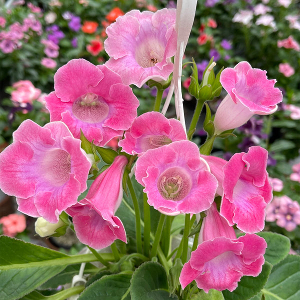 Gloxinia, 50 Seeds (Mixed 10+ Varieties)