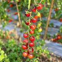 389 Black Strawberry Tomato, 5 Seeds