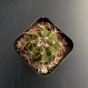 Melocactus matanzanus, 3-4cm