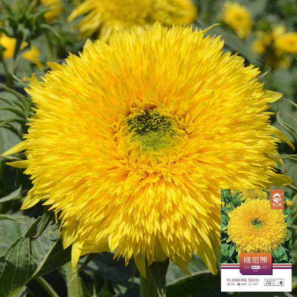 'Winnie Bear' Ornamental Sunflower Seeds, 1g