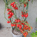 9 Salentino Tomato, 5 Seeds