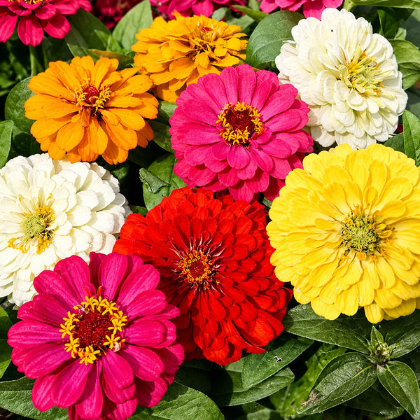 W1345 Dwarf Double Zinnia Mix, 100 Seeds