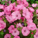 Flower Mallow (Lavatera trimestris) Seeds, 100 Seeds