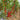 338 Minusinsk Red Cherry Tomato, 5 Seeds