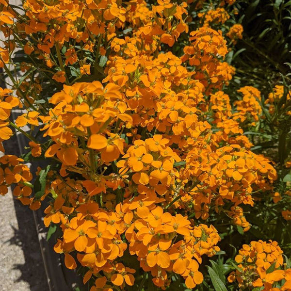Orange Wallflower, 500 Seeds