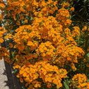 Orange Wallflower, 500 Seeds