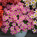 Oxalis obtusa Series Bulb - 'Aurora Borialis', 3 Bulbs