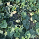 Qingzhou Silver Melon Seeds, 1g