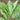 Agricultural Research Round-Leaf Lettuce Seeds, 10g