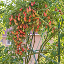 32 Elf's Tear F7 Tomato, 5 Seeds