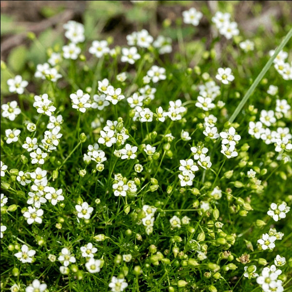 Irish Moss, 20 Seeds