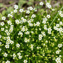 Irish Moss, 20 Seeds