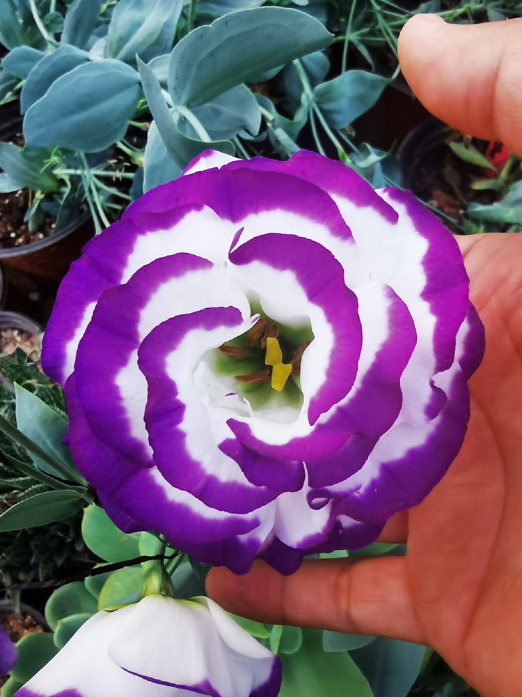 Mixed Eustoma (Lisianthus)