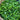 Korean Green Chili Pepper, 20 Seeds