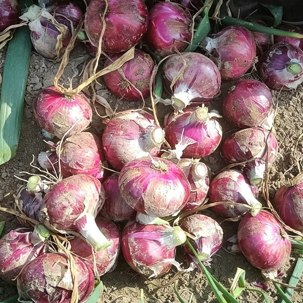 Zilu No.3 Purple Onion Seeds, 2 Grams ≈ 600 Seeds
