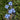 Blue Alpine Forget-Me-Not, 200 Seeds