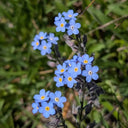 Blue Alpine Forget-Me-Not, 200 Seeds