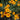 Mixed Colors Namaqualand Daisy Seeds, 1g