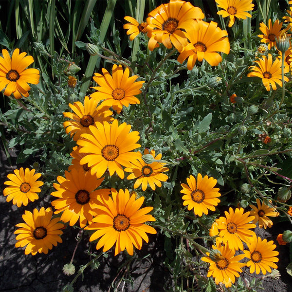 Mixed Colors Namaqualand Daisy Seeds, 1g