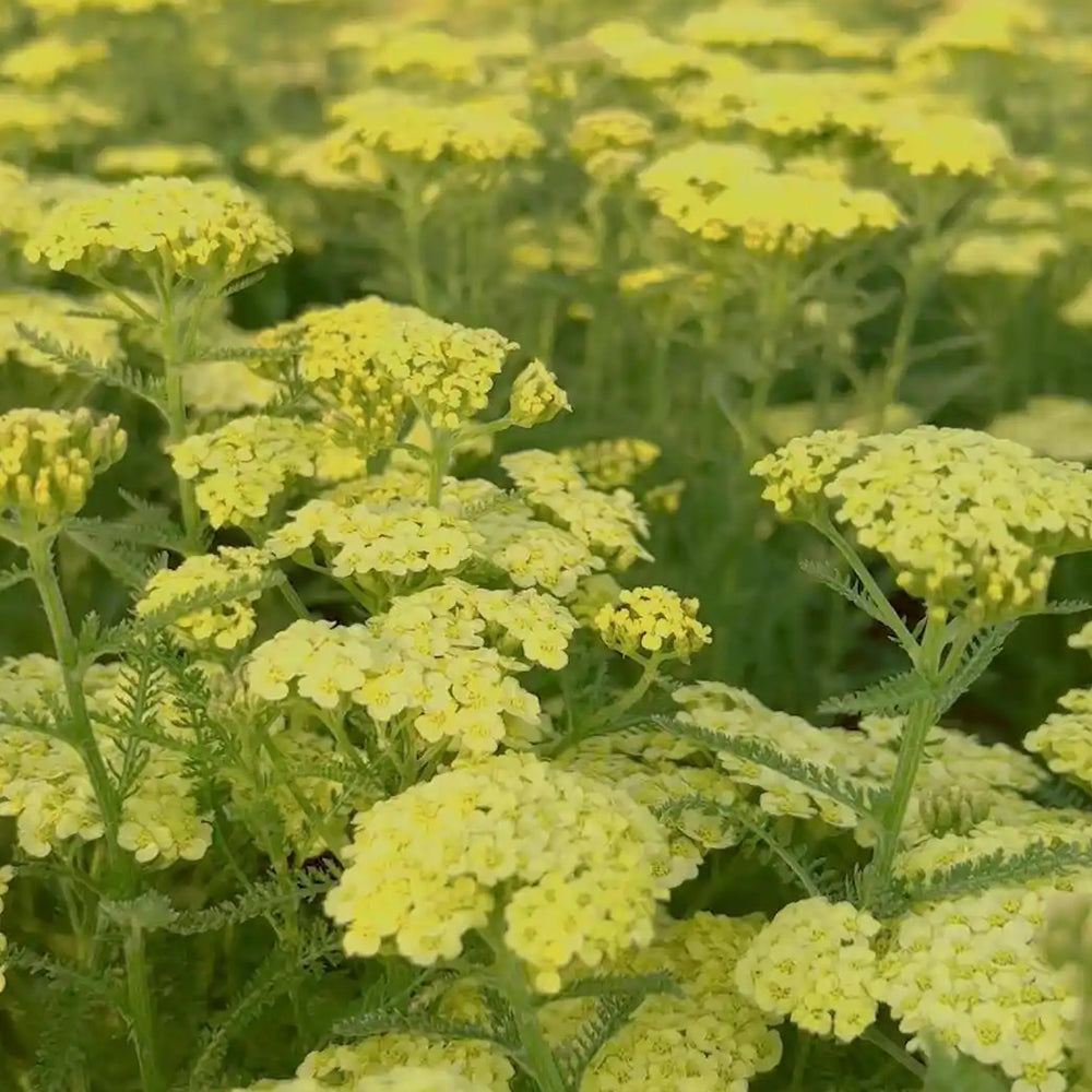 Yellow Yarrow Seeds, Pkt of 500