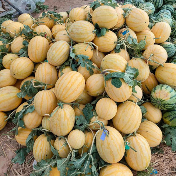 Golden No.3 Watermelon Seeds, Pack of 100