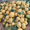 Golden No.3 Watermelon Seeds, Pack of 100