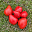 193 Momini Salzi (Maiden's Tears) Tomato, 5 Seeds