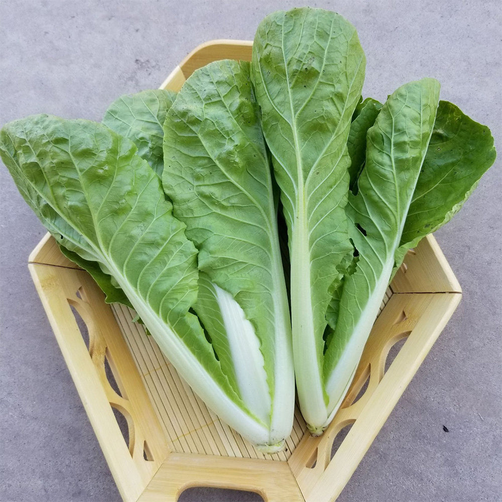 The Four Seasons of Chinese Cabbage Seeds, 5 × 5g Bags