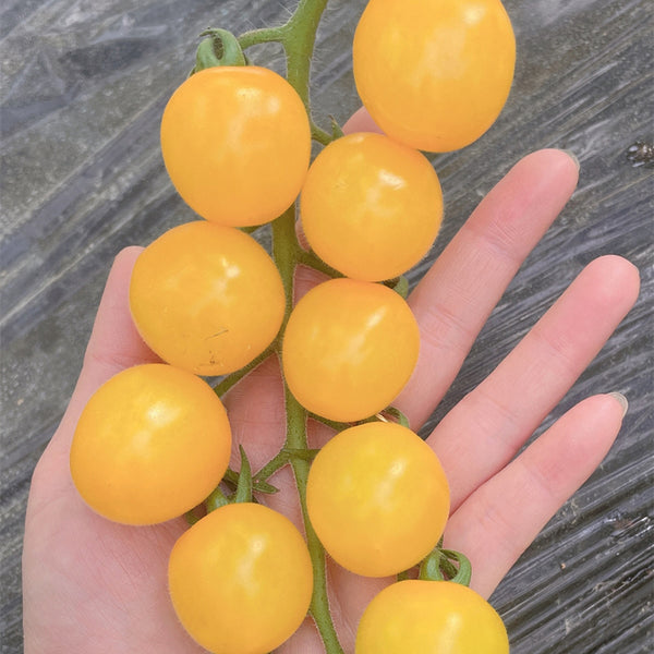'First Love' Golden Cherry Tomato Seeds, 20 Seeds