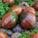 492 Dwarf Purple Heartthrob Tomato, 5 Seeds